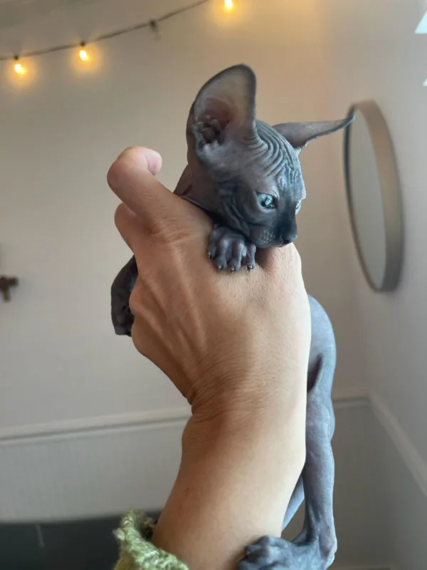 Sphynx Kittens for sale